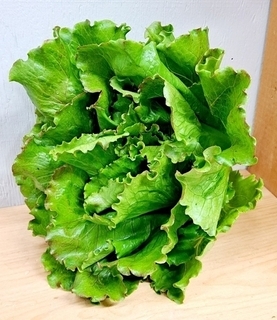 Lettuce - GREEN Leaf 